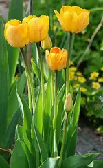 Tulpen gelb.webp