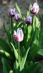 Tulpen in lila-weiß.webp