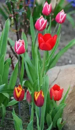 Tulpen in Rottönen.webp