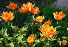 Tulpen orange2_klein.webp