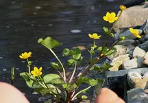 Sumpfdotterblume_klein.webp