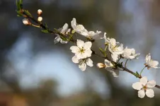 08.04.2011 Bluemnerde 102.webp