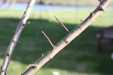 08.04.2011 Bluemnerde 106.webp