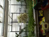 DSC00010.webp