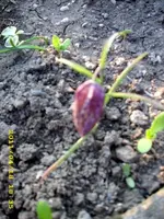 JD500403.webp