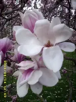 JD500379.webp