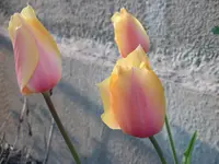 DSCF0117.webp