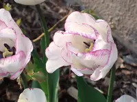 DSCF0115.webp