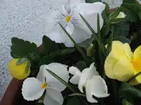 DSCF0111.webp