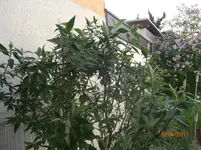 CIMG2574.webp