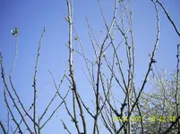 PIC_0042.webp
