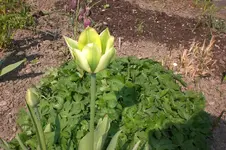 April3 2011 003.webp