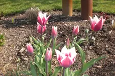 April3 2011 005.webp