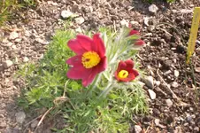 April3 2011 008.webp