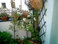 Apfel 2.webp