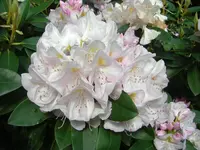 Oma`s Urwald 296.webp