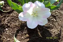 Tulpe.webp