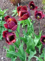 Black Jewel.webp