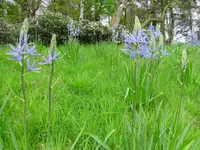 Camassias.webp