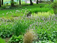 Damp Garden.webp