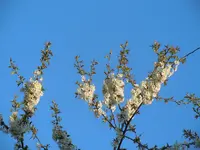 033.webp