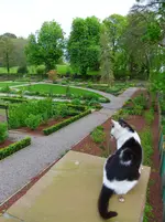 Guard Cat.webp