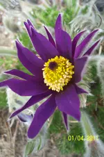 100_2774.webp