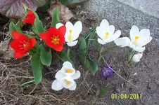 100_2779.webp