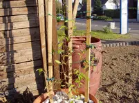 2011 04 20 002.webp