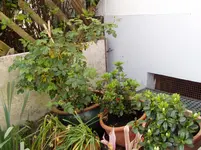 2011 04 20 005.webp