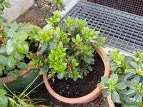 2011 04 20 006.webp
