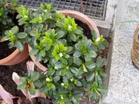 2011 04 20 007.webp
