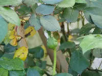 2011 04 20 008.webp