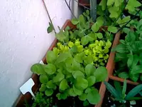 Gemüse.webp