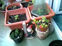 Tomaten.webp