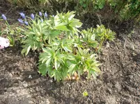 CIMG0599.webp