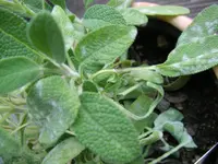 PICT0083.webp
