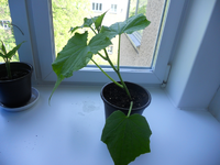 130330823370Hiyar20.04.webp