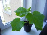 130330823550Hiyar20.04(2).webp