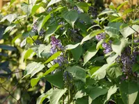 P4207819.webp