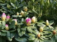P4207821.webp