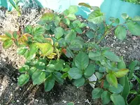 DSCF5277.webp