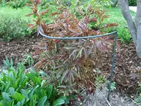 DSCF5281.webp
