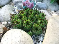 DSCF5283.webp