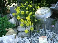 DSCF5286.webp