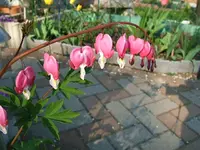 DSCF5287.webp