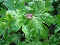 DSCF5289.webp