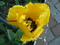 DSCF5294.webp