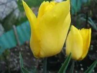 DSCF5295.webp