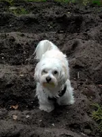 SDC13378.webp